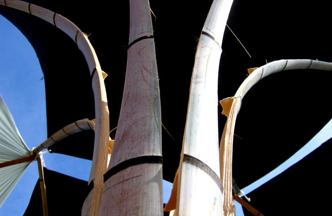 Bamboo cathedral