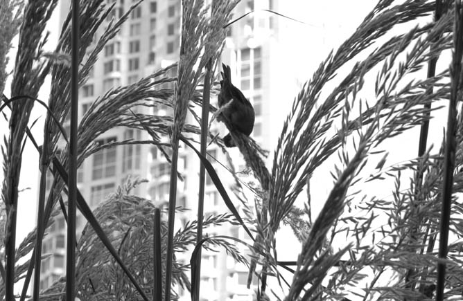 Bird with Gehry behind