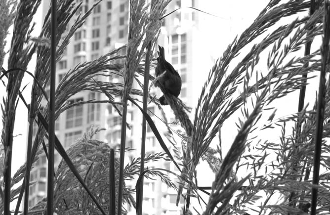 Bird with Gehry behind