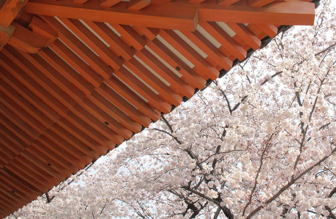 Roof and Sakura, Sanjusangen-do