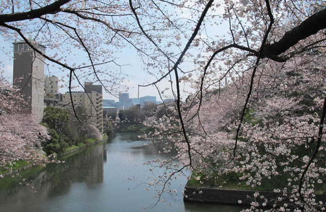 Imperial Palace, sakura